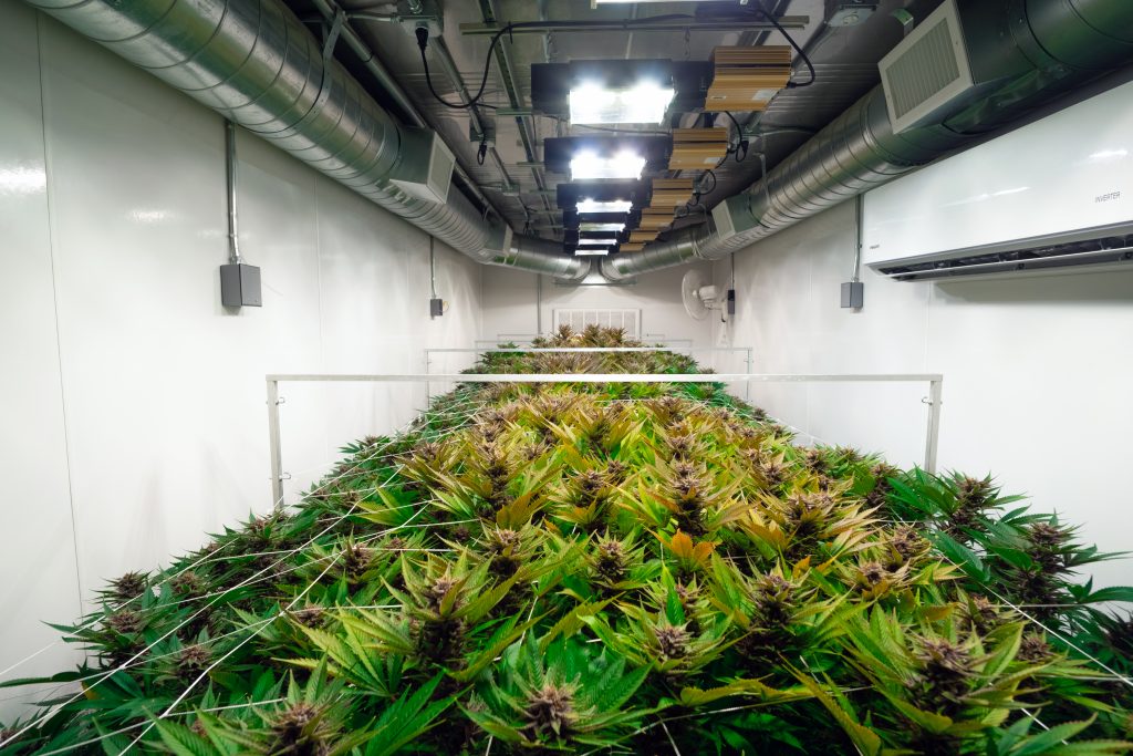 Marijuana Greenhouse Farming in Container Pods