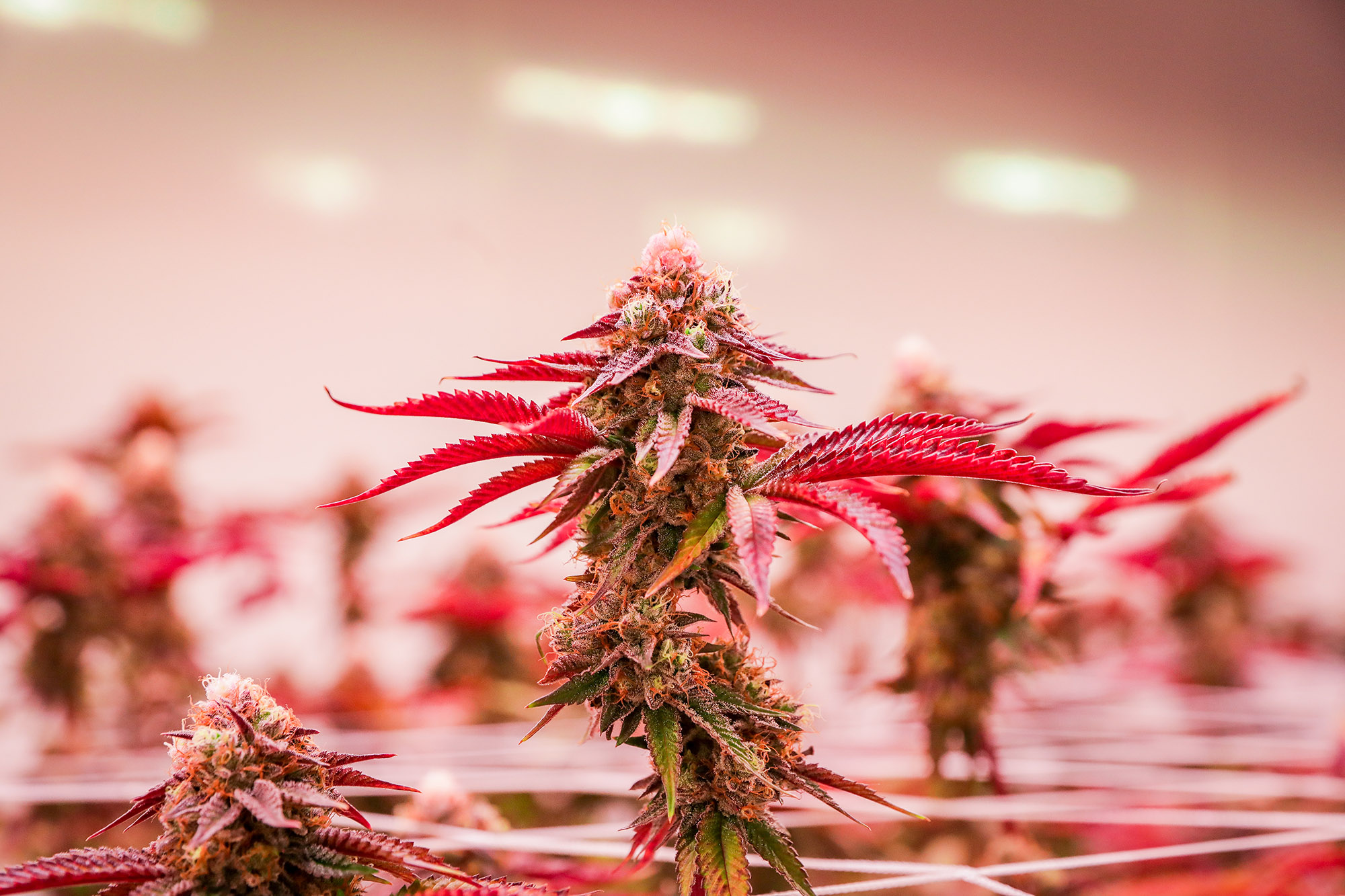 Marijuana Grow Labs - Marijuana Container Farming