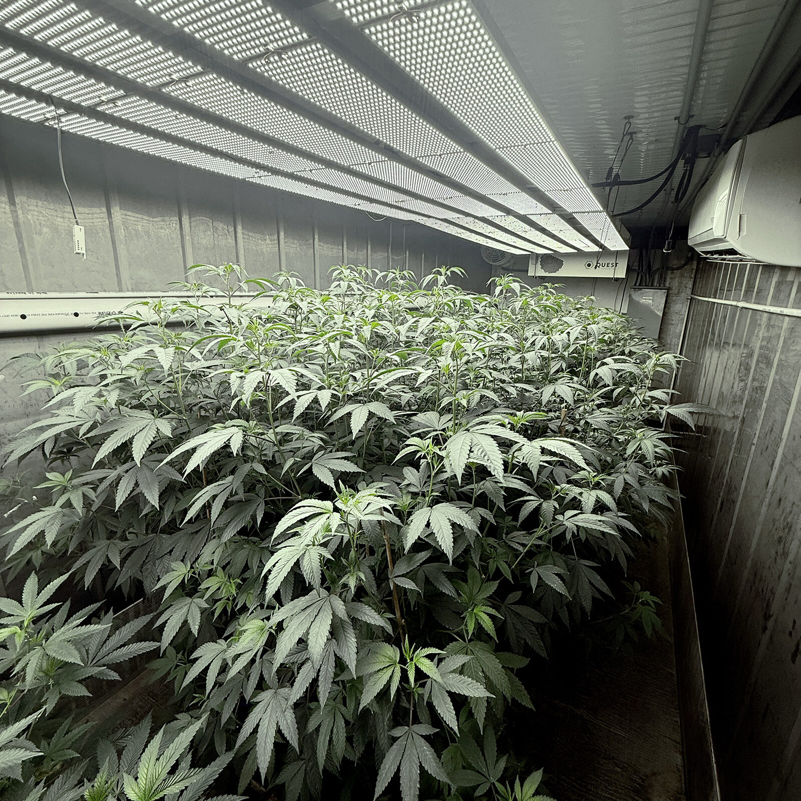 grow-pod