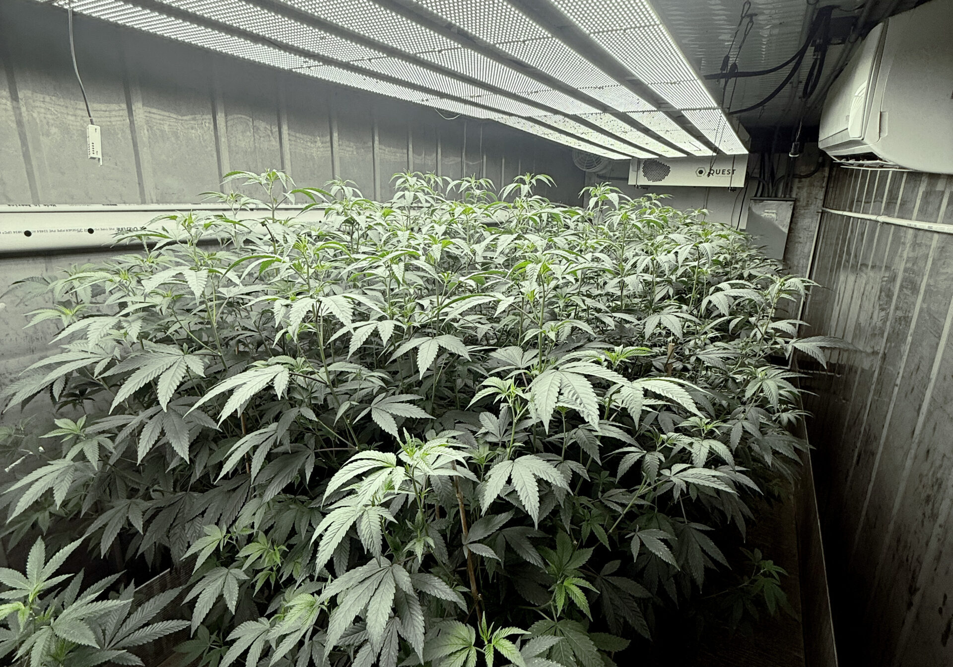 grow-pod